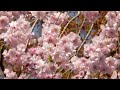 高麗神社と聖天院の桜