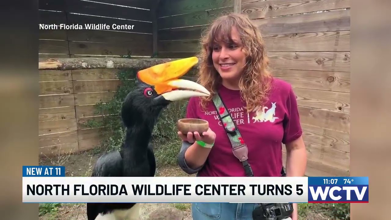 North Florida Wildlife Center celebrates its 5th anniversary with new lemur habitat and more