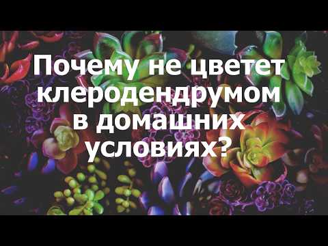 Почему не цветет клеродендрумом в домашних условиях?