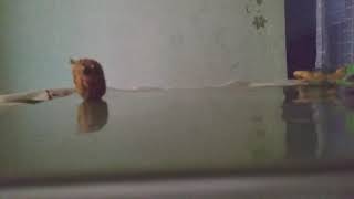 Colección De Mentas Poderosas Pvz2 Parte 13