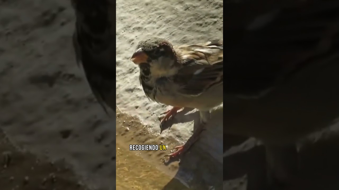 Las Palomas como beben agua 