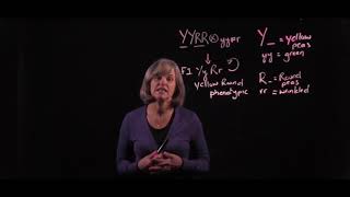Branch Diagrams - Phenotypes in the self of a dihybrid