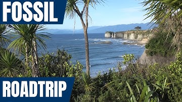 West Coast fossils - Fossil hunting New Zealand road trip 2023 - Day 1