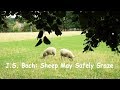 Miniature de la vidéo de la chanson Sheep May Safely Graze