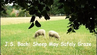 J. S.Bach: Sheep May Safely Graze - The Royal Philharmonic Orchestra