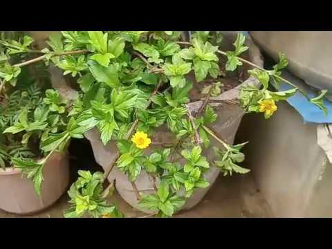 Βίντεο: Growing Wedelia Groundcover: Ποιες είναι οι χρήσεις του φυτού Wedelia στον κήπο