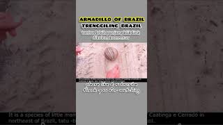 ARMADILLO OF BRAZIL_TRENGGILING BRAZIL_hewan ini bisa berubah menjadi bola