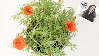 PORTULACA GRANDIFLORA / VERDOLAGA DE FLOR/ AMOR DE UN RATO - thptnganamst.edu.vn