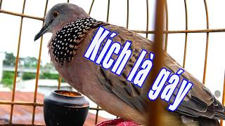 🐦CHIM CU GÁY Giọng Hấp Dẫn ĐỦ BÀI [GÁY GỌI,KÈM CU MÁI THÚC ]Kích Bổi Nhanh Nổi.Cu Gáy.Cu Đất,Cu cườm