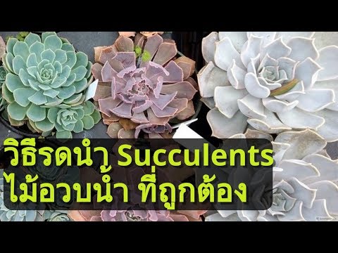 วีดีโอ: ทำไม Succulent Karoo จึงเป็นฮอตสปอตความหลากหลายทางชีวภาพ?