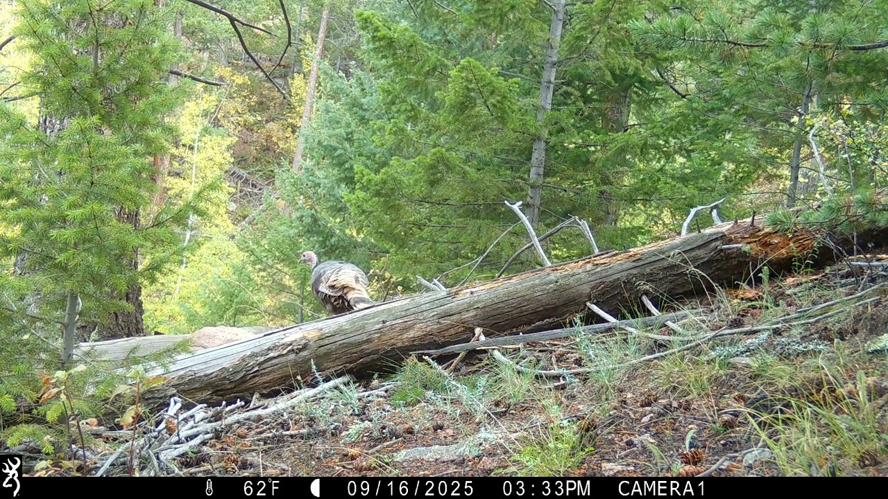 Merriam's turkey jake