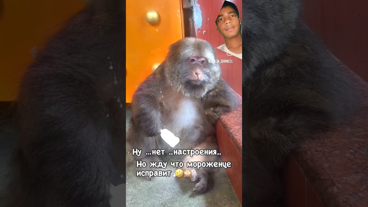 "Monkeying around with some sweet treats! 🍦🐒 