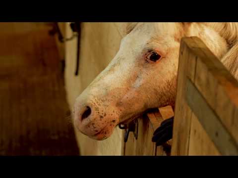 Monsoon-Proof Feed Storage for Indian Stables