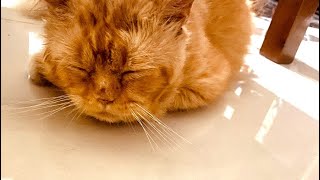 Ada Adegan Dewasa Yg Boleh Di Tonton Anak Kecil