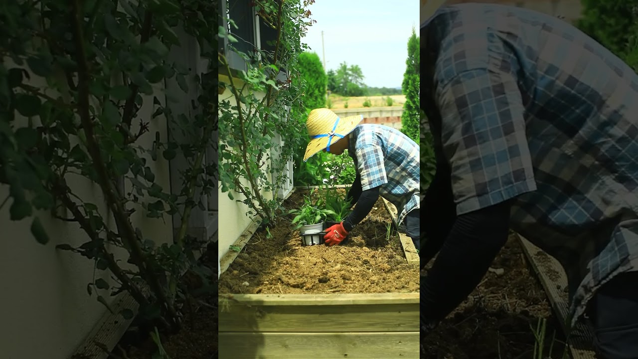 폭염 속 가드닝 #shorts #gardening   #flowers