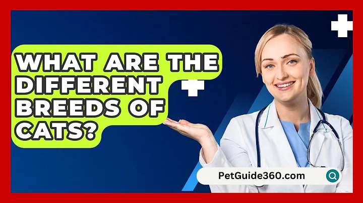 What Are The Different Breeds Of Cats? - PetGuide360.com