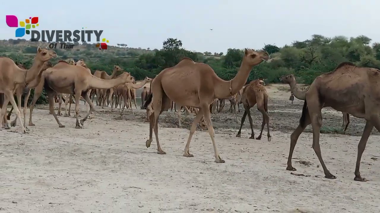 Thirsty's camels coming from sand dunes || Rajput camel walking in forest || camels of desert