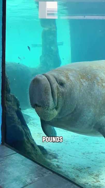 Manatess love hugs✨#tiktok #cute #animals #fyp #foryou #viral