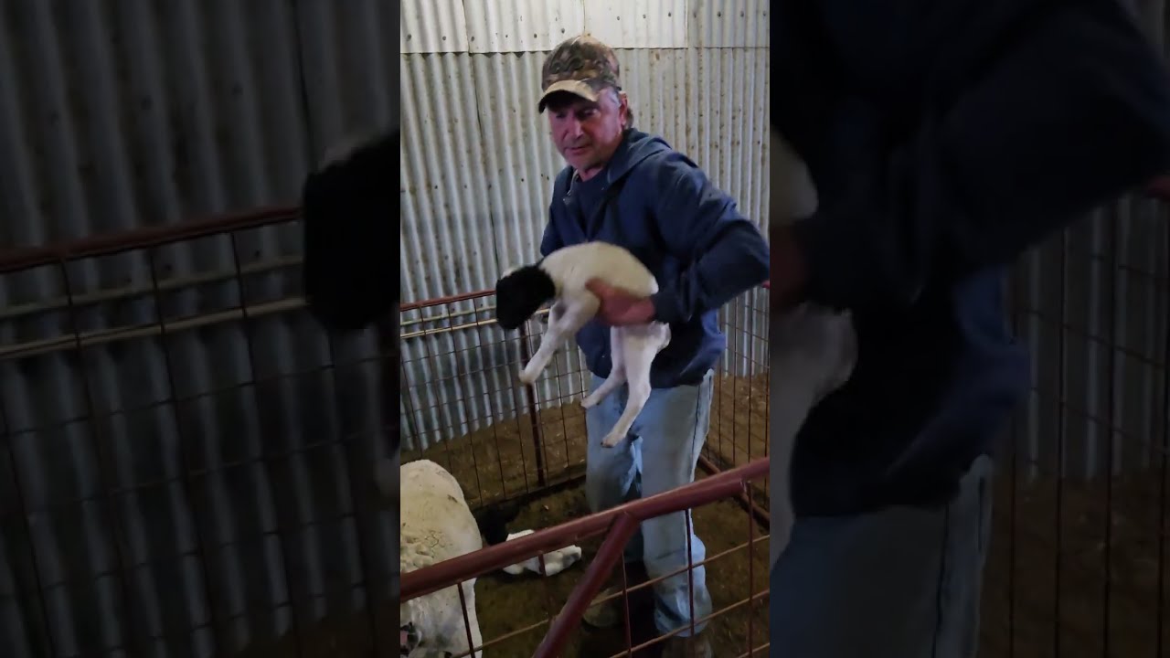 Trying to get mama sheep to accept orphan lamb.