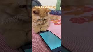 Si Oyen Serius Lagi Main HP #oyen #penyangkucing #2026short