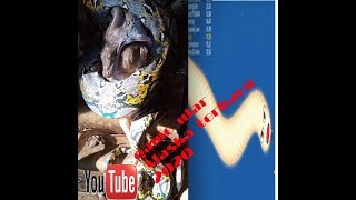 Game ular screenshot 4