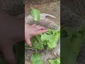 This is a vegetable that is being cut into several pieces using a sharp knife