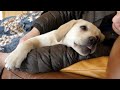一緒にお昼寝がしたい！ ラブラドールレトリバー 仔犬