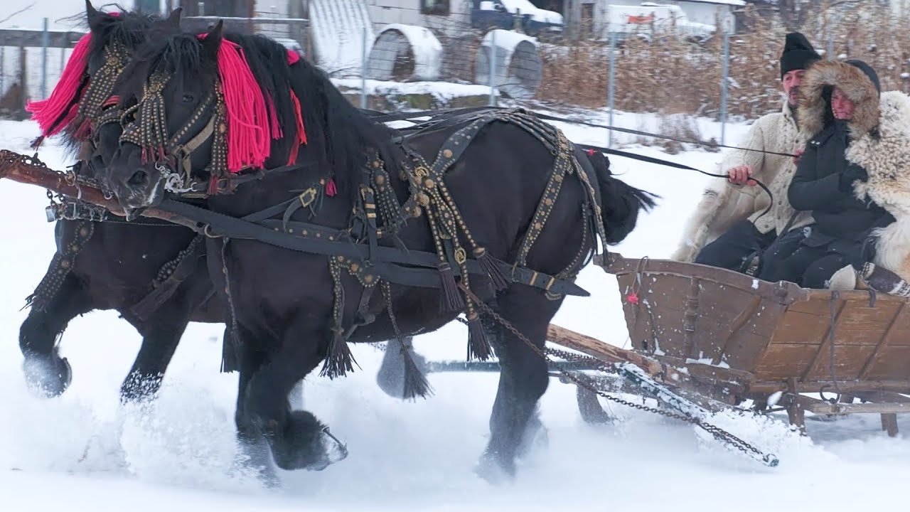 Armăsarii lui Petrică Boicu de la Iaslovăț - Bucovina 2026