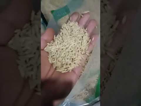 Penampakan #cibesi usia 50 hst, MT. 2 (2025) 👉 padi berbobot, anti tikus, tahan rebah