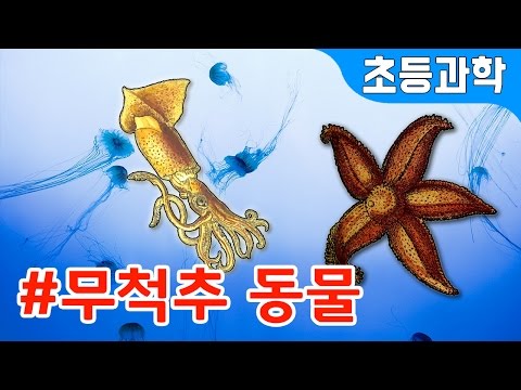 척추 없다고 무시하지 말아요! 무척추 동물의 종류 | 등뼈가 없는 연체동물 절지동물 극피동물 강장동물도감 | 지니키즈★초등과학