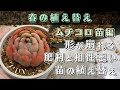 【 春の植え替え② 】肥料との相性が悪い苗の植え替え ( 多肉植物 / エケベリア )