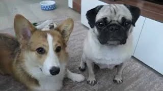 Zombey Hunde-Vlog 3