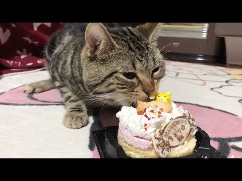 2歳の誕生日に大きなケーキを大食いしてしまった猫ｗ