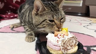 2歳の誕生日に大きなケーキを大食いしてしまった猫ｗ