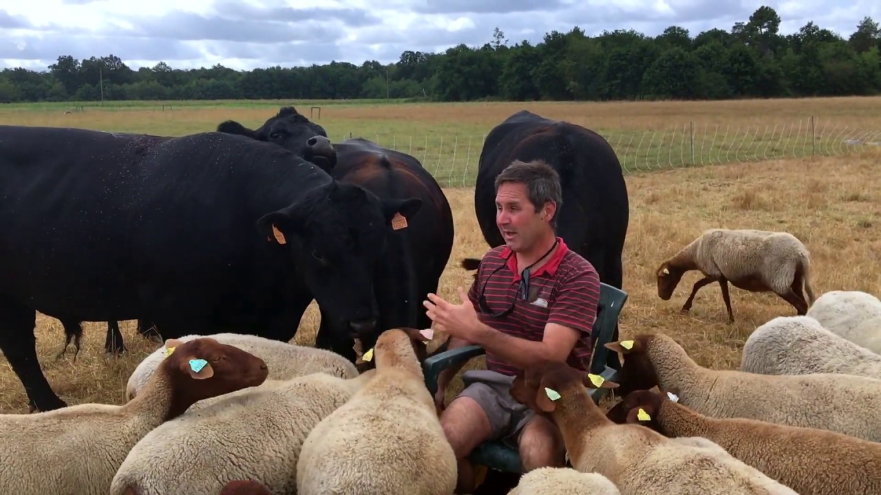 Pâturage Holistique en Sologne - l'Eté - Franck Baechler