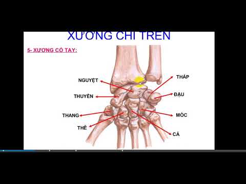 Video Giải phẫu xương cổ bàn tay - Học giải phẫu nhanh chóng... - youtube