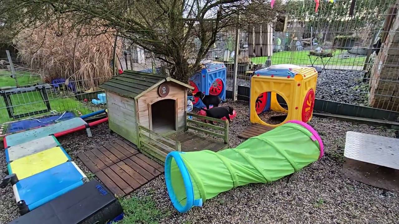 Das zweite Videos von der siebten Woche der C´chen vom Eschenbruch