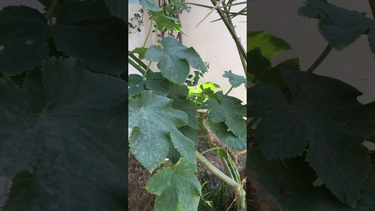 The tallest Okra tree in the world YouTube