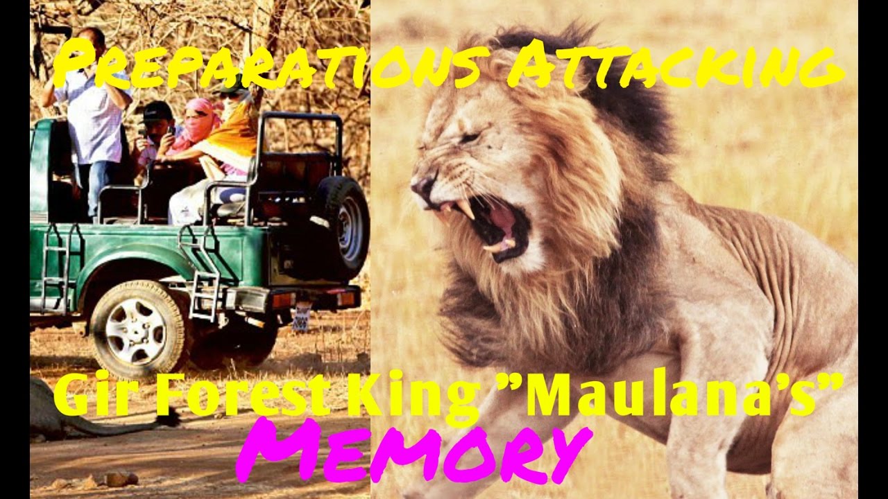 Gir Forest King "Maulana's" Memories. Preparations for the attacking on Gypsy at Gir forest