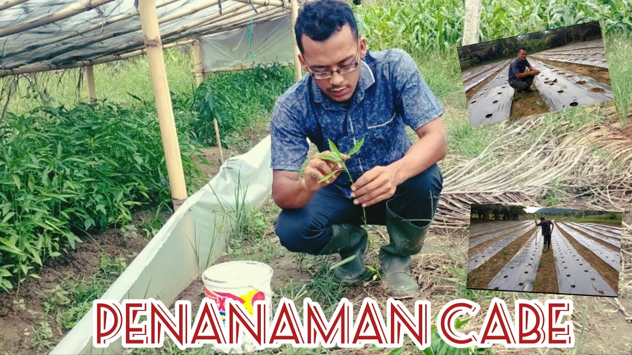 cmk akar sistem potong pucuk dan cara tanamnya 