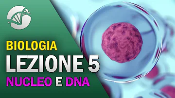 Quali sono le caratteristiche del nucleo?