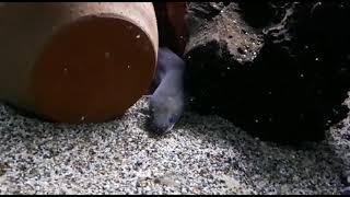 Download Lagu #feedingsunday: l'Anguilla MP3