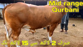 Soda Hojaega Shoqeen Mid Range Collection Available For Sale | Cow Mandi | Malir Mandi Updates