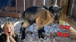 We Were TOO LATE! Poppy's Labor and Delivery | Miniature Goat Birth