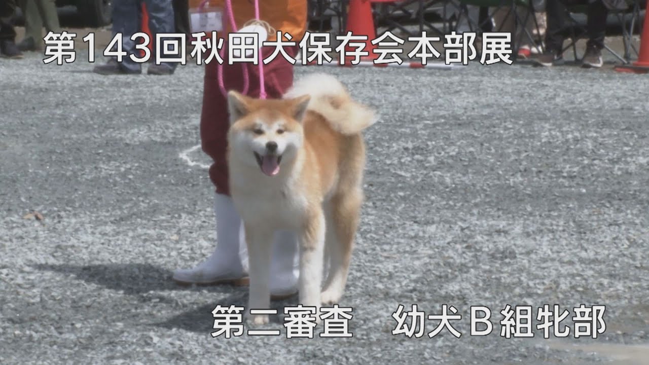 第143回秋田犬保存会本部展 第二審査幼犬ｂ組牝部 Youtube