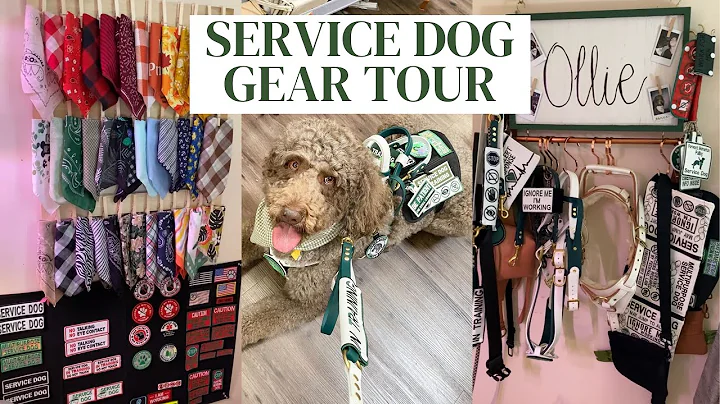 Discover Affordable Service Dog Gear for 2022