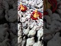 ついこの間までヒヨコだったのにもうこのサイズ👀🐣