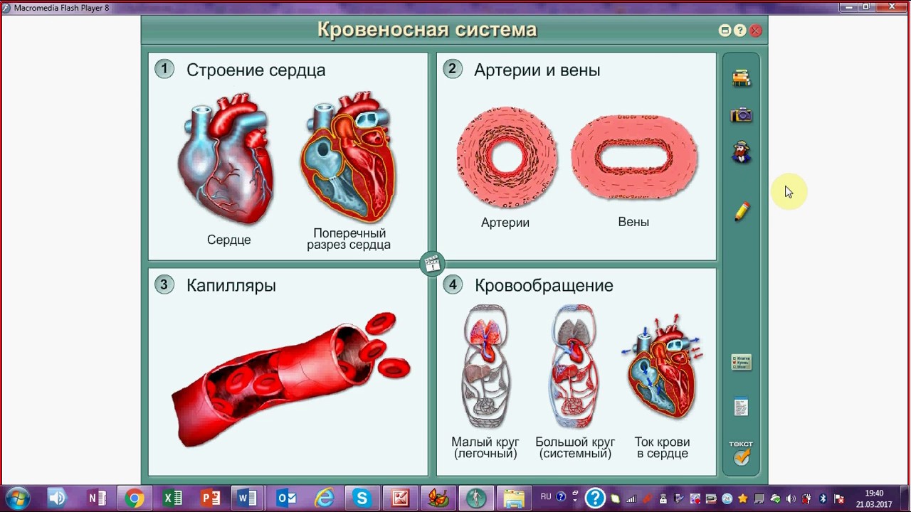 Биология видео 11 класс