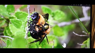 Last Mesoxaea texana (Mt)  sightings for 2024 on the South Texas Sand Sheet!