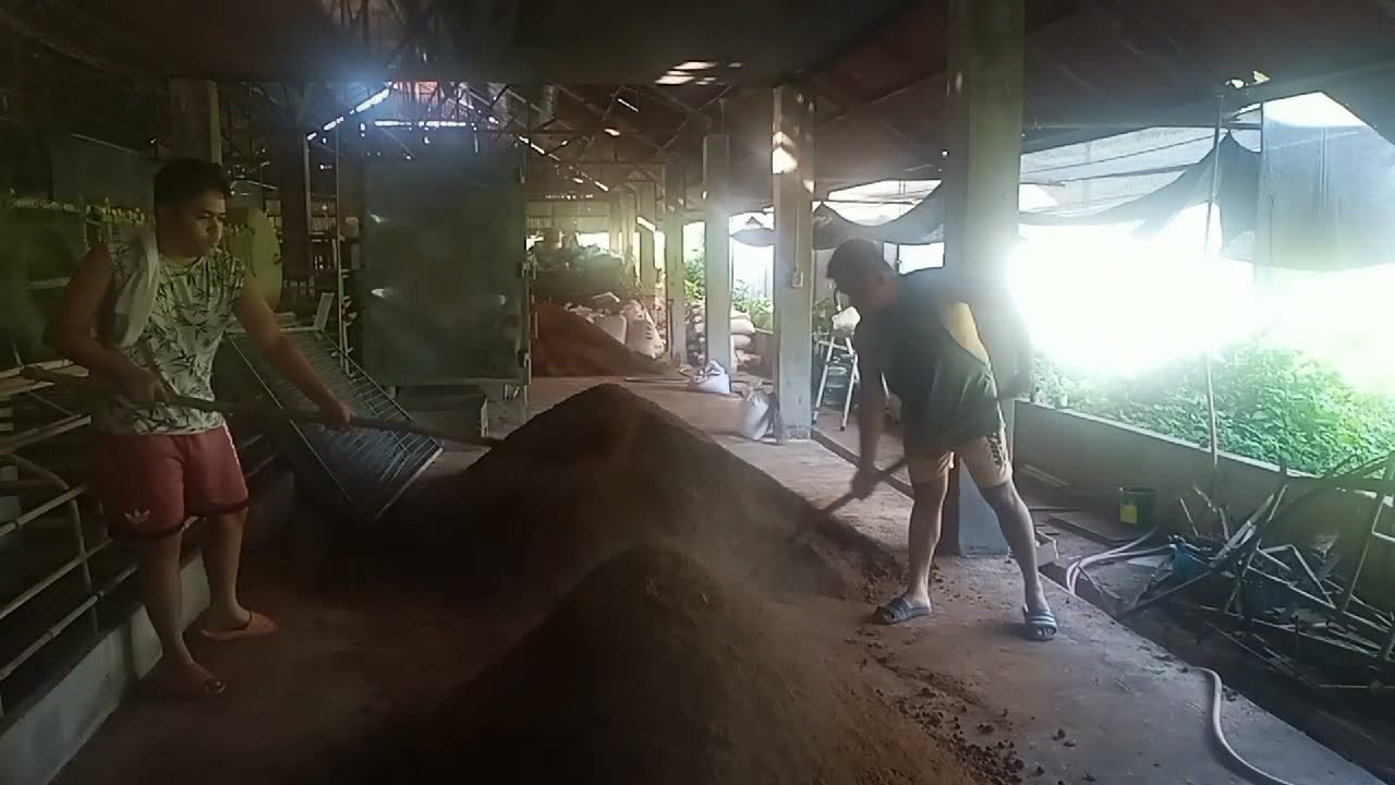 Mushroom Farming (Substrate preparation) Oyster Mushroom Philippines